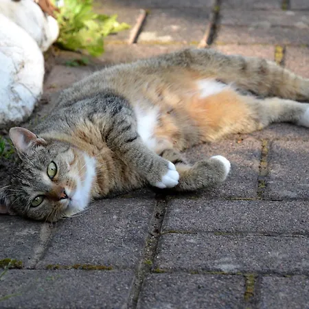 Ferienhaus Abtsroda Apartament