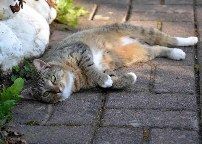 Ferienhaus Abtsroda Апартаменты